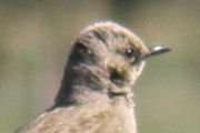 Brown Songlark (Cincloramphus cruralis)